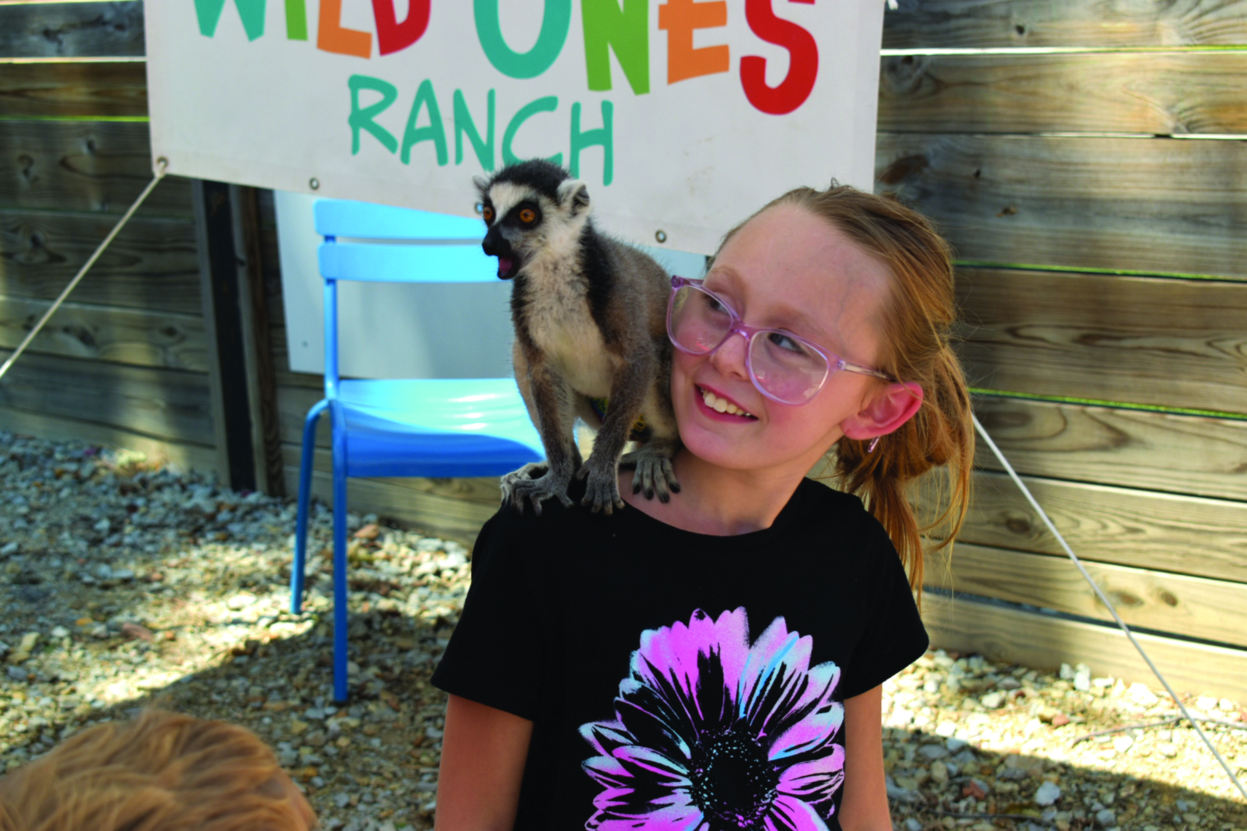 Lollies & Lemurs at Huntington Square